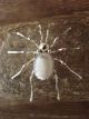 Native American Jewelry Sterling Silver White Howlite Spider Pin by Spencer! Jewelry