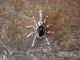 Navajo Sterling Silver Onyx Spider Charm Pendant - Garfield