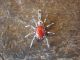 Navajo Sterling Silver Coral Spider Charm Pendant - Garfield