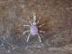 Navajo Sterling Silver Pink Opal Spider Charm Pendant - Garfield