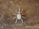 Navajo Sterling Silver White Opal Spider Charm Pendant - Garfield