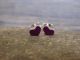 Zuni Indian Sterling Silver Purple Spiny Oyster Heart Post Earrings - Neha