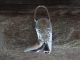 Navajo Indian Sterling Silver Boot Key Ring by Shirley Skeets