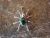 Navajo Sterling Silver Malachite Spider Charm Pendant - Garfield
