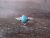Navajo Indian Sterling Silver Turquoise Ring by Sheena Jack - Size 9