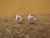 Small Navajo Sterling Silver Pink Shell Dot Post Earrings